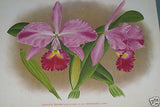 Lindenia Limited Edition Print: Cattleya Gigas Var Amplissima (Pink and Magenta) Orchid Art (B3)