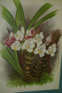 2 Lindenia Orchid Botanical Prints: Limited Edition Eulophiella Elisabethae+ Grammangis Ellisi Art (B3)