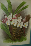 2 Lindenia Orchid Botanical Prints: Limited Edition Eulophiella Elisabethae+ Grammangis Ellisi Art (B3)