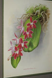 Lindenia Limited Edition Print: Phalaenopsis Lowii Rchb (White and Pink) Orchid Collector Art (B2)