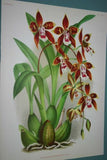 Lindenia Limited Edition Print: Odontoglossum Crispum Var Ferrierense (White, Orange and Yellow)  Orchid Collector Art