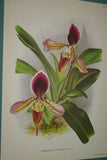 Lindenia Limited Edition Print: Paphiopedilum Cypripedium Insigne Wall Var Nobilius L Lind, Lady Slipper (White, Yellow and Sienna) Orchid Collector Art (B5)