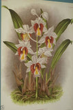 Lindenia Limited edition: Coelogyne Asperata Orchid (Tricolor: White, Yellow and Burgundy) Print, Collectible Art Design (B4)