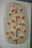 Lindenia Limited edition Print: Vanda Suavis Var Lindeni (White with Speckled Magenta) Orchid Collector Art (B1)