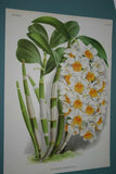 Lindenia Limited Edition Print: Dendrobium Crumenatum (White) Orchid Collectible Art (B2)