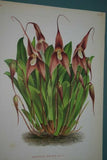 Lindenia Limited Edition Print: Masdevallia Harryana (Fushia/Red) Orchid, AOS, Art (B3)