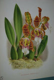 Lindenia Limited Edition Print: Cymbidium Lowianum Rchb F Var Flaveolum Lind (Yellow) Orchid Collector Art (B4)