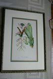 Professionally Triple Matted & Framed in Hand-painted Frame 26”x 19” VERY RARE Authentic Limited Edition 1960 Descourtilz Folio of Tropical Sappho Comet Hummingbird or Oiseau-Mouche Chatoyant Bird Plate 55 from Brazil (DES11)