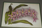 Lindenia Limited Edition Print: Odontoglossum Coradinei Rchb F Var Moortebeekiense L lind (Yellow with Red) Orchid Collector Art (B5)