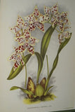 Lindenia Limited Edition Print: Odontoglossum Crispum Var Ashworthianum (White and Fushia) Orchid Collector Art (B4)
