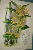 Lindenia Limited Edition Print: Dendrobium Galliceanum (White and Yellow) Orchid Collector Art (B2)