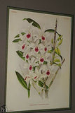 Lindenia Limited Edition Print: Dendrobium Bensoniae (White with Yellow Center Orchid Collector Art (B1)