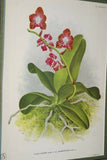 Lindenia Limited edition Print: Saccolabium Giganteum Var Petotianum (White) Orchid AOS Collector Art (B4)