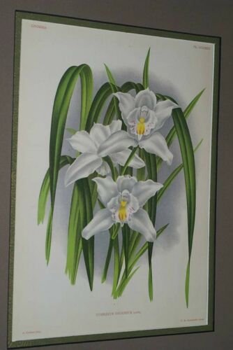Lindenia Limited Edition Print: Cymbidium Eburneum (White) Orchid Collectible Art (B3)