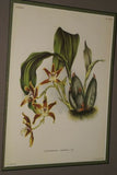 Lindenia Limited Edition Print: Zygopetalum Gautieri (Magenta and Yellow) Orchid Collector Art (B2)