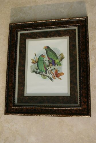 1978 AUSTRALIAN BIRD LITHOGRAPH FROM “PARROTS OF THE WORLD” BY BILL  COOPER PROFESSIONALLY X3 MATTED AND FRAMED IN UNIQUE SIGNED HAND PAINTED FRAME 20,5