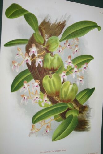 Lindenia Collectible Print Limited Edition: Bulbophyllum Anceps Rolfe Orchid (Magenta and White) Art (B3)