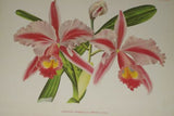 Lindenia Limited Edition Print: Laeliocattleya x Ridolfiana Valvass Var Armainvillierenses Hort (Pink) Orchid Collector  Art (B4)