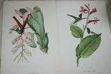 VERY RARE 1960 Rare Descourtilz Limited Edition Original Folio Lithograph Brazilian Bird Plate 55 Sappho Comet Hummingbird or Oiseau-Mouche Chatoyant on Bromeliad Flower