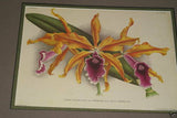 Lindenia Limited Edition Print: Cattleya Chocoensis Var Miss Nilsson (White with Fushia and Yellow Center)  Orchid Collector Art (B2)