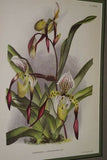 Lindenia Limited Edition Print: Paphiopedilum, Cypripedium Insigne Wallich Var Cinnamomeum, Lady Slipper (Yellow and White) Orchid Collector Art (B5)