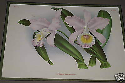 Lindenia Limited Edition Print: Cattleya Cupidon (Pale Pink and Yellow) Orchid Collector Art (B3)