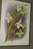 Lindenia Limited Edition Print: Selenipedium x Calurum Nicholson (Magenta) Orchid Collector Art (B2)