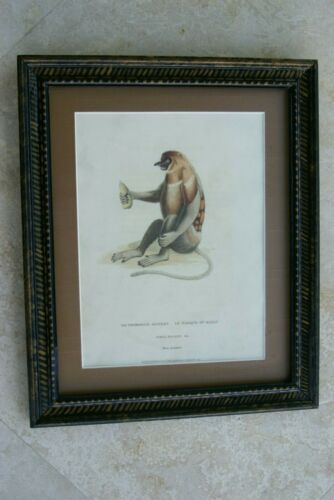 VERY RARE authentic  1821 Framed H.C hand colored copperplate engraving Proboscis monkey   by Edward Griffith on woven paper PROFESSIONALLY SILK MATTED & FRAMED IN A HAND-PAINTED SIGNED FRAME: Le Nasique Ou Kahau (Simia Nasalis. Gm.) from Audebert.