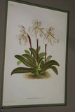 Lindenia Limited Edition Print: Paphiopedilum, Cypripedium x Harrisianum Polychromum, Lady Slipper (Sienna) Orchid Collector Art (B2)