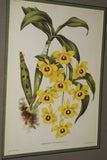 Lindenia Limited Edition Print: Dendrobium Galliceanum (White and Yellow) Orchid Collector Art (B2)