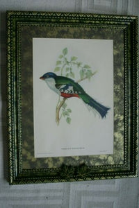 UNIQUE 24"X 19” 1955 GOULD TROGON TEMNURUS BIRD FOLIO LITHOGRAPH FRAMED IN SIGNED ARTIST HAND PAINTED FRAME WITH 4 MATS TO ENHANCE THE ART WITHIN GORGEOUS DFPN83B DESIGNER WALL ART DÉCOR
