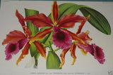 Lindenia  Limited Edition Print: Cattleya Guttata Var Tigrina (Sienna and Pink) Orchid Collector Art (B3)