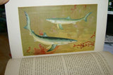 Very rare Antique Book from the Library of Natural History by Richard Lydekker from 1901: "Fish" (Leather Bound with Gold Leaf Edges) shark salmon eel chimaera blow fish etc... THE RIVERSIDE PUBLISHING COMPANY, 1901 CHICAGO