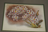Lindenia Limited Edition Print: Odontoglossum Hunnewellianum Rchb F Var Grandiflorum Lind (Multi-color) Orchid Collector Art (B4)