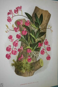 Lindenia Limited Edition Print: Comparettia Falcata (Pink) Orchid Collectible Art (B2)