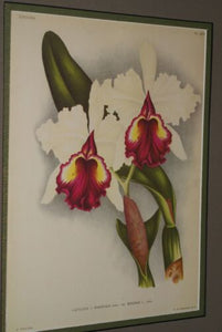 Lindenia Limited Edition Print: Cattleya x Hardyana Hort Var Reginae L Lind (White and Magenta) Orchid Collectible Art (B4)