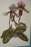 2 Lindenia Limited Edition Prints: Paphiopedilum, Cypripedium x Borchgraveanum L. Lind & Cypripedium x Haumonti L, Slipper Orchid Collector Art  (B5)