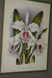 Lindenia  Limited Edition Print: Cattleya Mossiae Hook Var Linden's Champion Hort (Pink with Magenta and Yellow Center)  Orchid Collector Art (B4)
