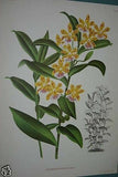 Lindenia Limited Edition Print: Epidendrum Capartianum Tricolor Orchid Collectible Art (B3)