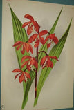 Lindenia Limited Edition Print: Maxillaria Striata (Sienna and Yellow) Orchid Collector Art (B3)