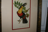 VERY RARE & FRAMED Descourtilz Limited Edition Original 1960 Folio Lithograph of TOUCAN (DES8) Framed Professionally in Very Large Hand-painted Frame 33" X 26,5"