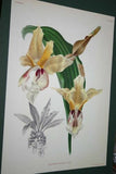 Lindenia Limited Edition Print: Stanhopea Eburnea Lindl (White) Orchid Collector Art (B2)