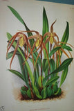 Lindenia Limited Edition Print: Zygopetalum Graminifolium (Mauve and Maroon) Orchid Collector Art (B3)