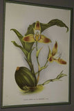 Lindenia Limited Edition Print: Lycaste Macrobulbon Costata (Yellow) Orchid Collectible Art (B2)