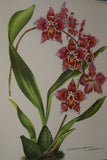 Lindenia Limited Edition Print: Odontoglossum x Adrianae Var Tigrinum (White, Yellow and Speckled Magenta) Orchid Art (B5)