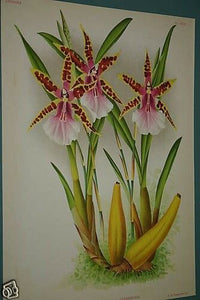 Lindenia Limited Edition Print: Miltonia Blunti Var Lubbersiana (Magenta, Yellow and White)  Orchid Collector Art (B2)