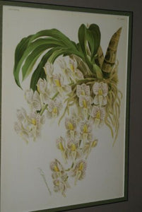 Lindenia Limited Edition Print: Catasetum Tigrinum (White) Orchid Collector Art (B1)
