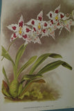 Lindenia Limited Edition Print: Odontoglossum Crispum Var Spectabile (White with Red and Yellow) Orchid Collector Art (B4)
