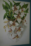 Lindenia Limited Edition Print: Odontoglossum Odoratum Var Baphicanthum (Yellow) Orchid Collector Art (B1)