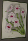 Lindenia Limited Edition Print: Cymbidium Lowianum Var Superbissimum (Yellow and Purple) Orchid Collectible Art (B3)